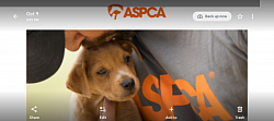 American Society for the Prevention of Cruelty to Animals